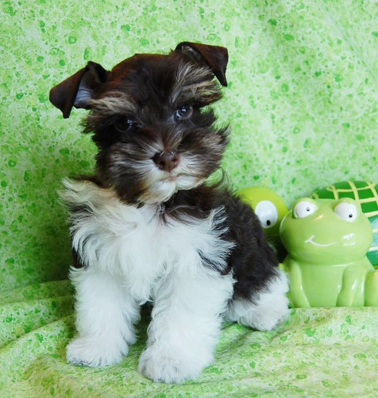 Paradise Valley Schnauzers - Miniature Toy Teacup Schnauzers for